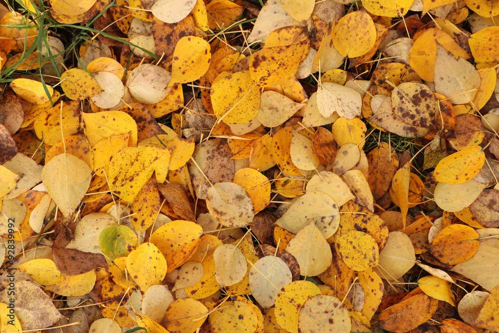 autumn autumn