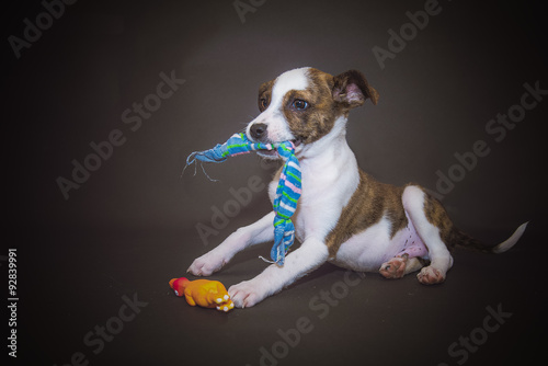 Canvas-taulu Puppy