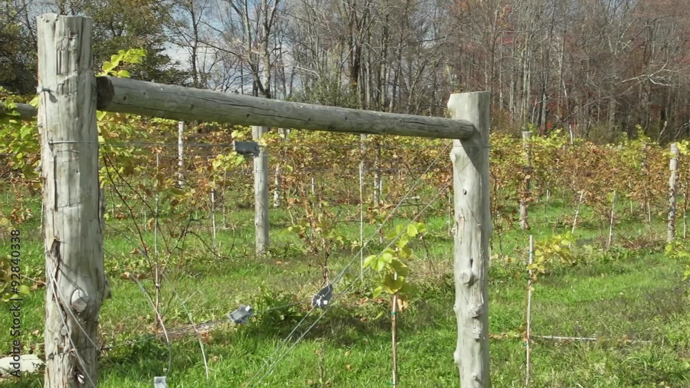 custom made wallpaper toronto digitalFresh vineyard growing