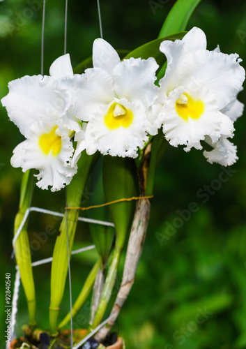 Beautiful white BLC. Phet Siam Cattleya flowers. The hybrid orchid is a
cross between BLC. Pink diamond x BLC. Mahina Yahiro. photo