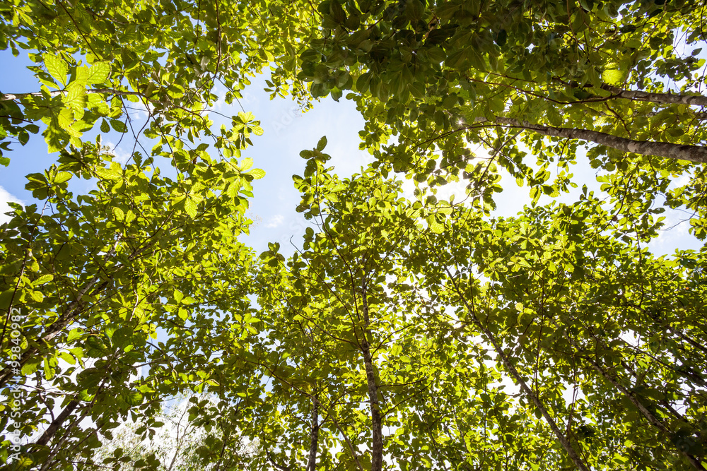 tree tops tree tops