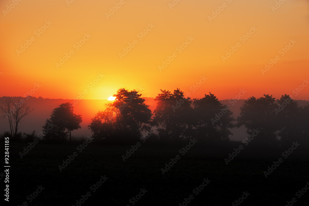 Baumgruppe im Nebel bei Sonnenaufgang mit orangenm Himmel Baumgruppe im Nebel bei Sonnenaufgang mit orangenm Himmel