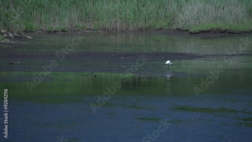 Heron in marsh photo