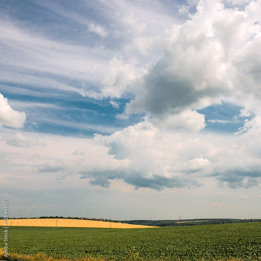 Obraz premium Yellow-green field under the clouds