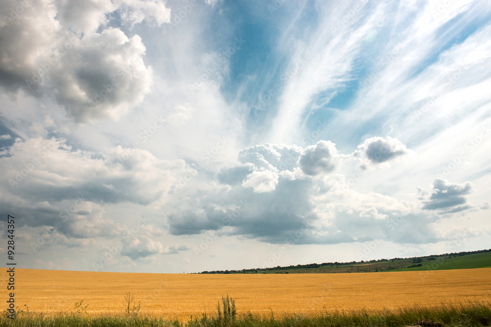 Obraz premium Yellow-green field under the clouds