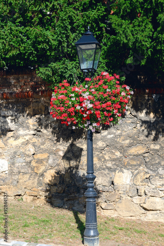Fototapeta Naklejka Na Ścianę i Meble -   red-white geranium