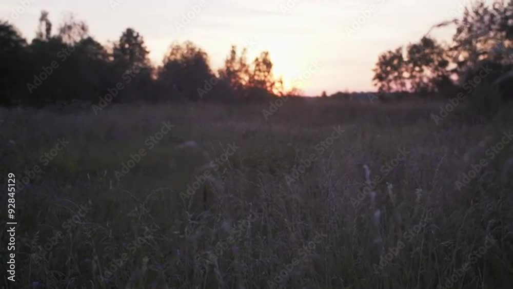 rural field of wild grass rural field of wild grass