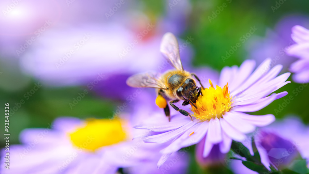 Bee on the flower - obrazy, fototapety, plakaty 