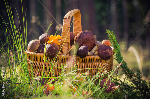 Basket full edible mushrooms forest