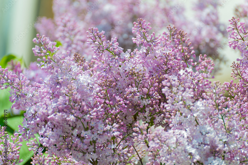 Lilac blossoms in the Park at spring