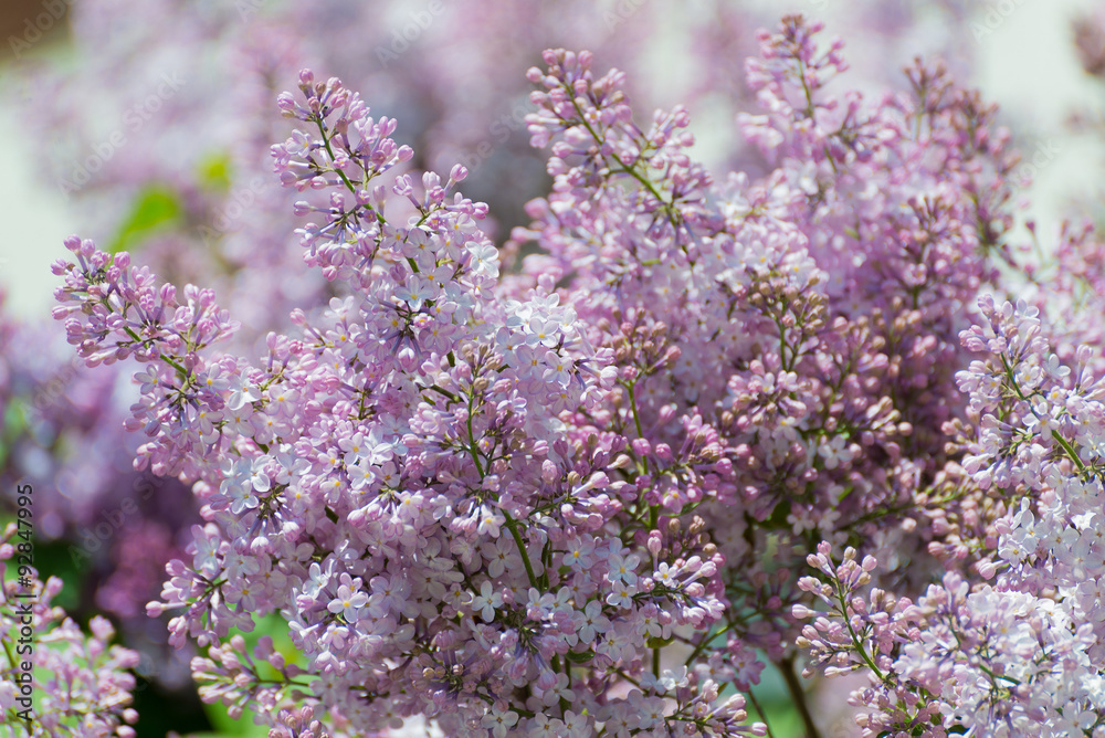 Lilac blossoms in the Park at spring