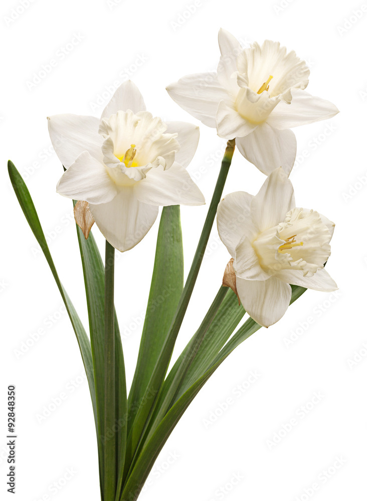 Narcissus flower on white Narcissus flower on white