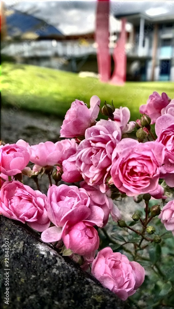 Obraz premium pink roses in a green garden on focus only roses