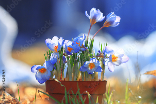 tender spring flowers wild photo