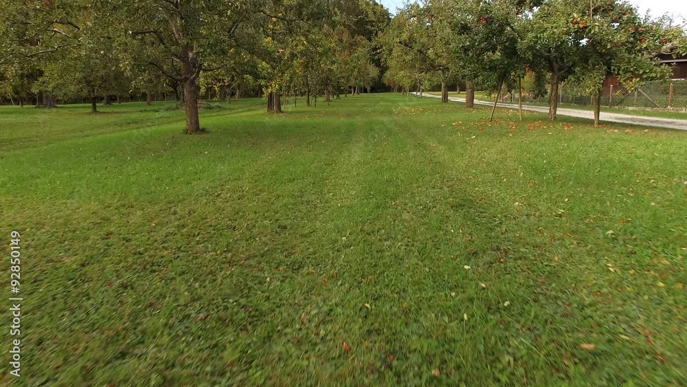 Apple trees and apples fallen to the ground Apple trees and apples fallen to the ground