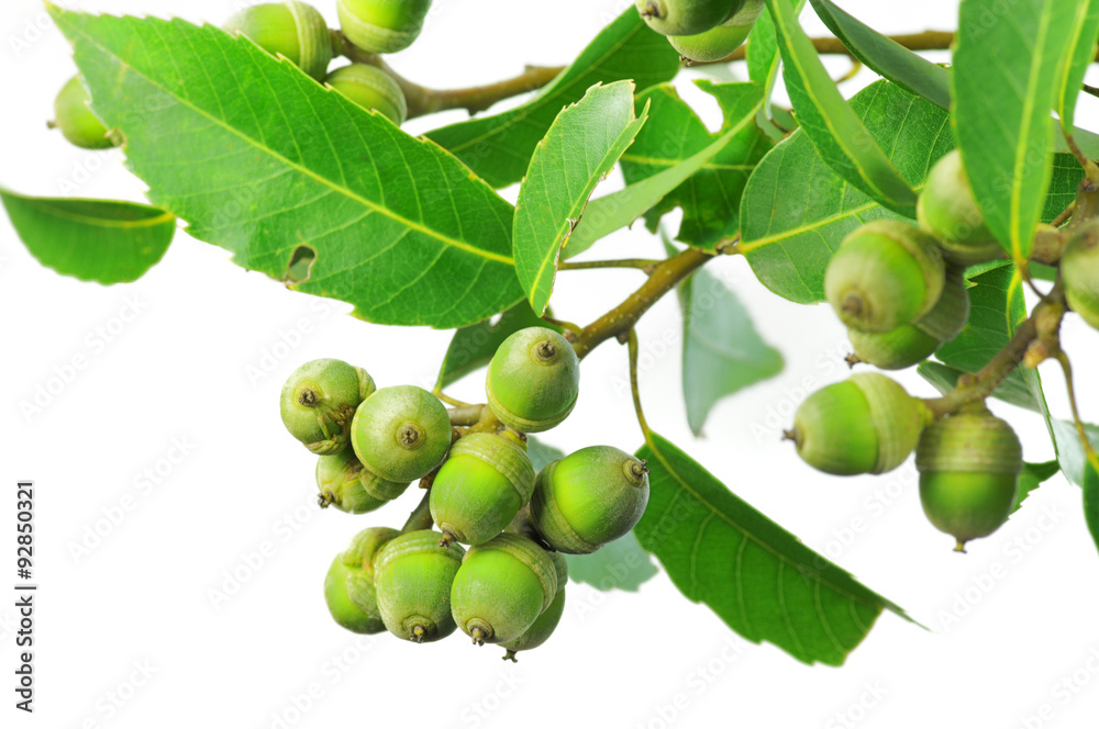 Obraz premium ドングリ