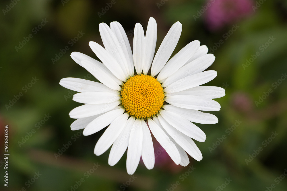 Fototapeta premium Chamomile on dark background