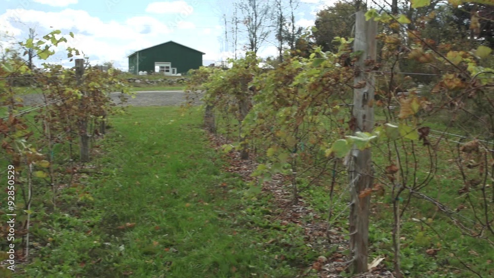 Fresh vineyard growing