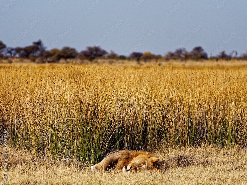 A lion sleeping on the edge of the golden plains in the midday sun A lion sleeping on the edge of the golden plains in the midday sun