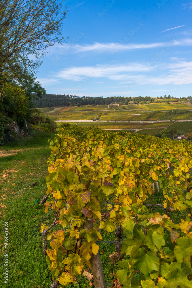 vignoble de Bourgogne