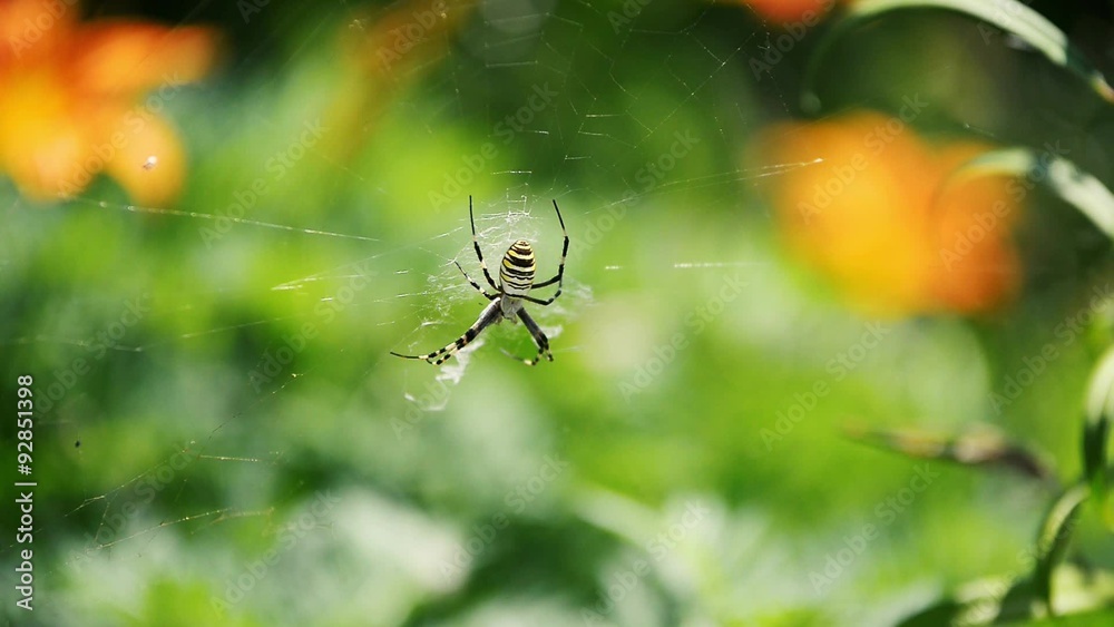 Spider on a spider web with a green background Spider on a spider web with a green background
