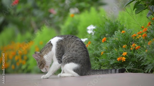 cat in grass