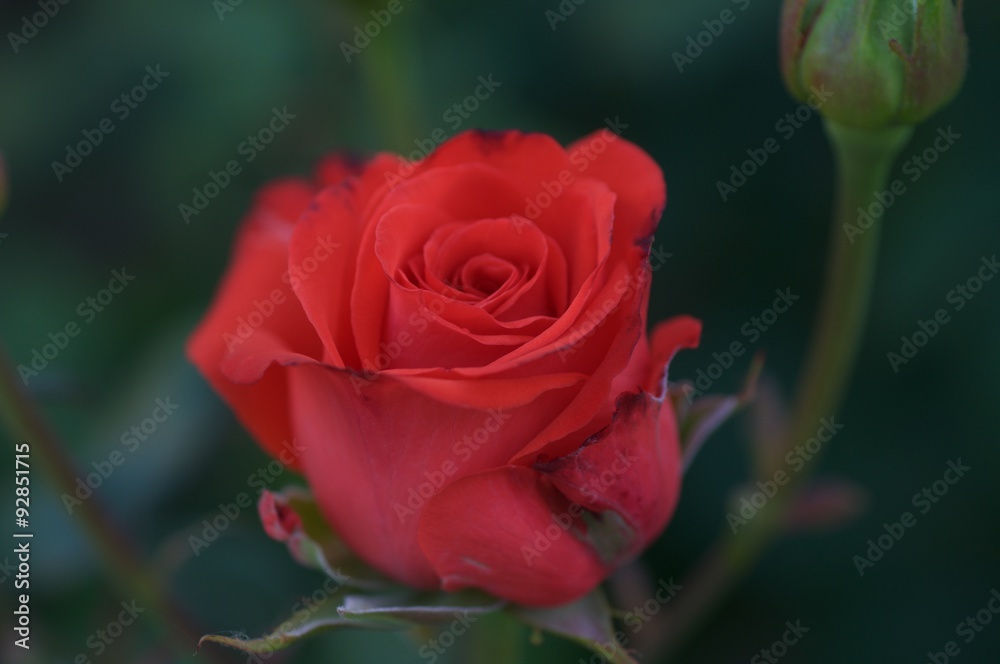 Fototapeta premium Elegant rose from own garden