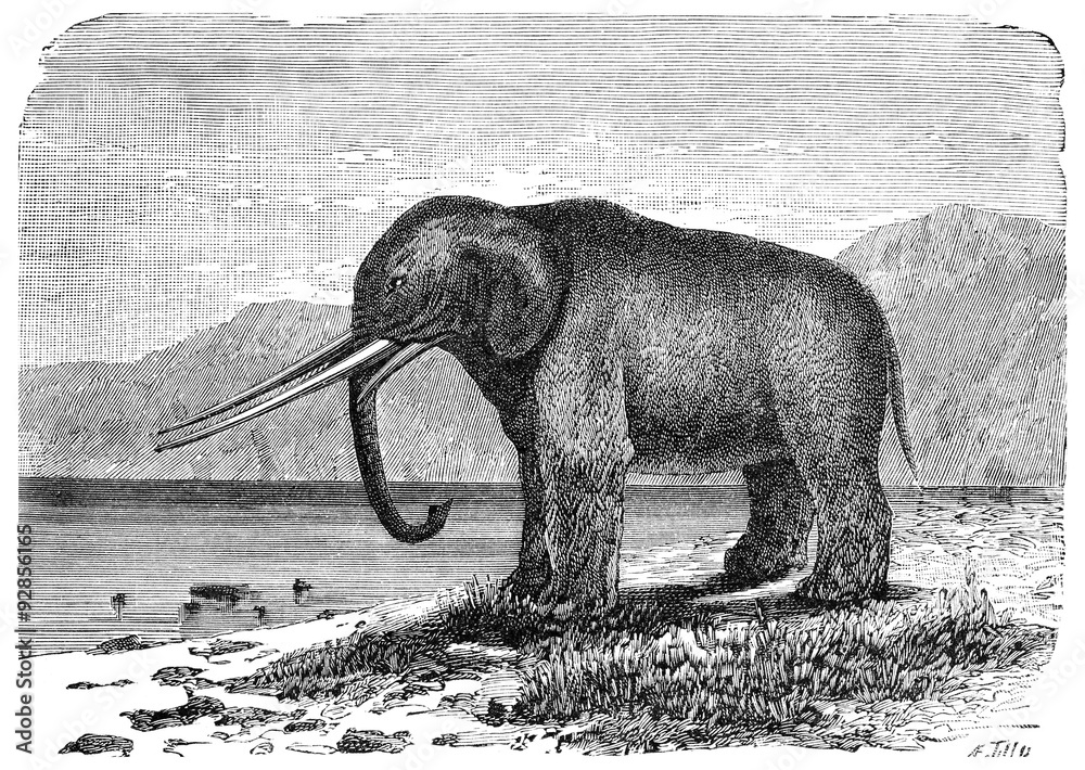 Naklejka premium Mastodon. Precursor of the elephant. Miocene period, vintage eng