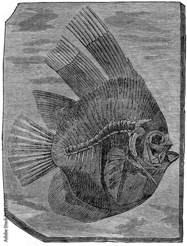 Batfish altissimus, The fish of the Eocene period, vintage engra photo