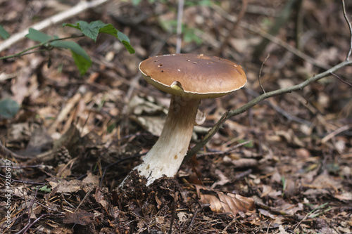boletus aestivalis wild mushroom
