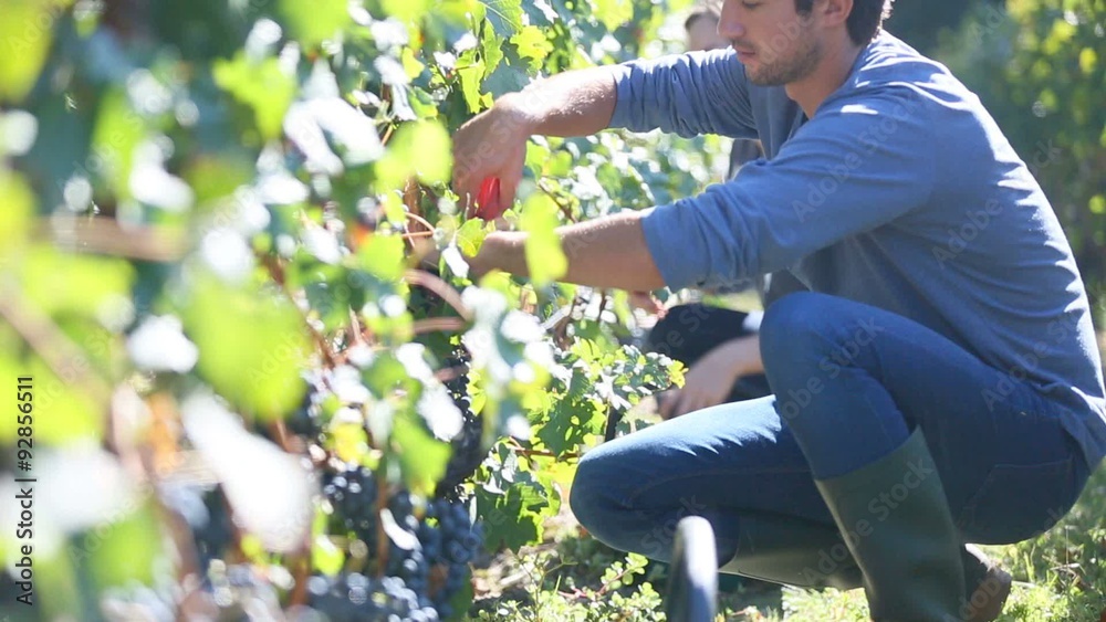 Workers picking grape during harvest season