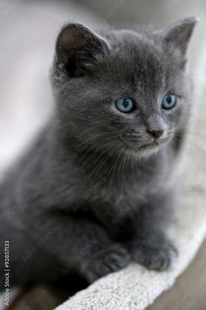 Graue Katze Mit Blauen Augen" Images – Browse 3 Stock Photos, Vectors, and  Video | Adobe Stock