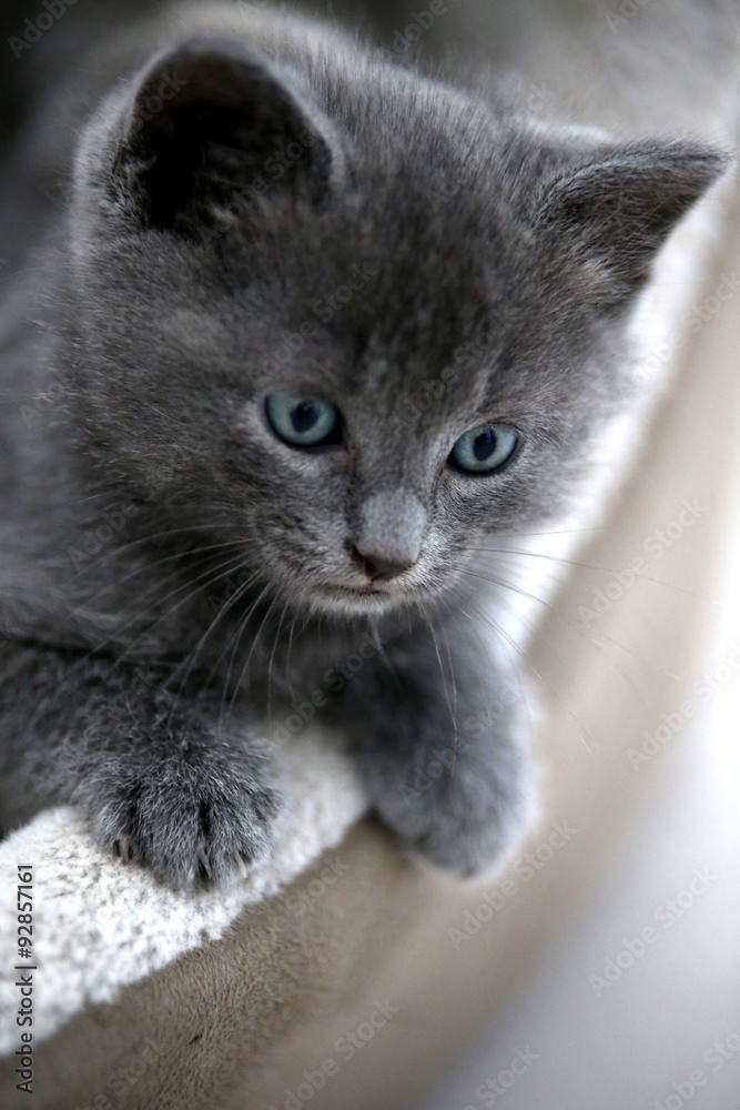 Graue Katze Mit Blauen Augen" Bilder – Durchsuchen 3 Archivfotos,  Vektorgrafiken und Videos | Adobe Stock