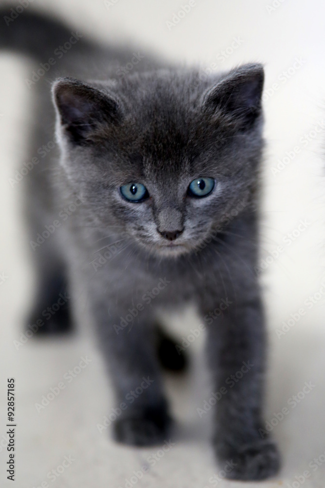 Graue Katze Mit Blauen Augen