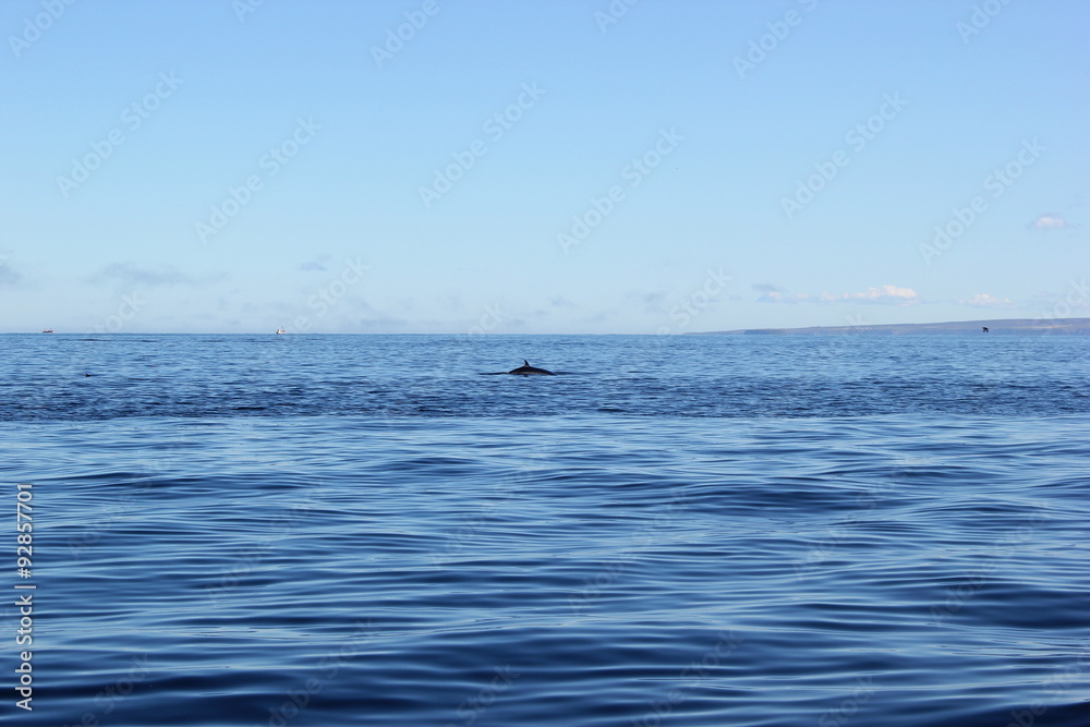 Fototapeta premium Blick auf die Rückenflosse eines Zwergwals bei einer Walbeobachtung auf Island