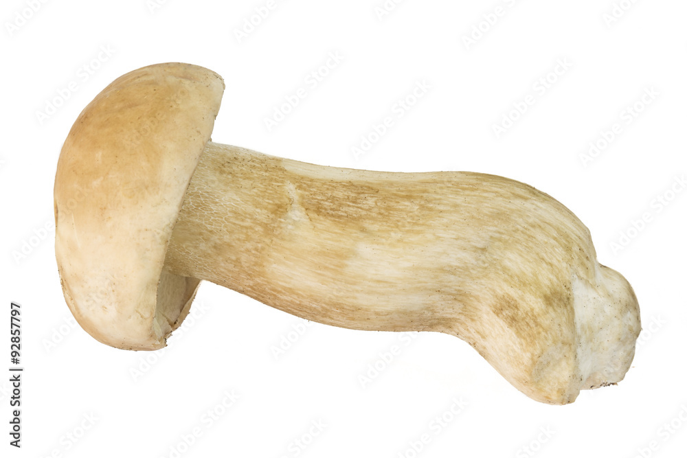 Boletus edulis isolated on a white background. Raw seasonal, fresh, taken from woods. Boletus edulis isolated on a white background. Raw seasonal, fresh, taken from woods.