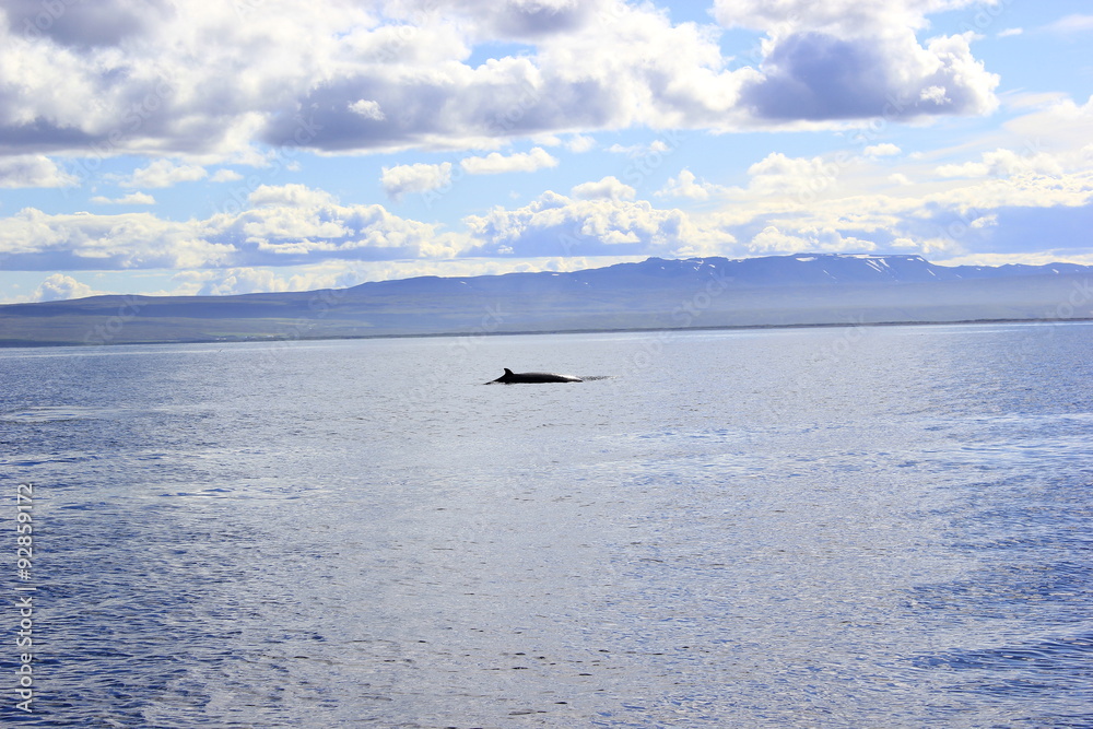 Blick auf die Rückenflosse eines Zwergwals auf Island