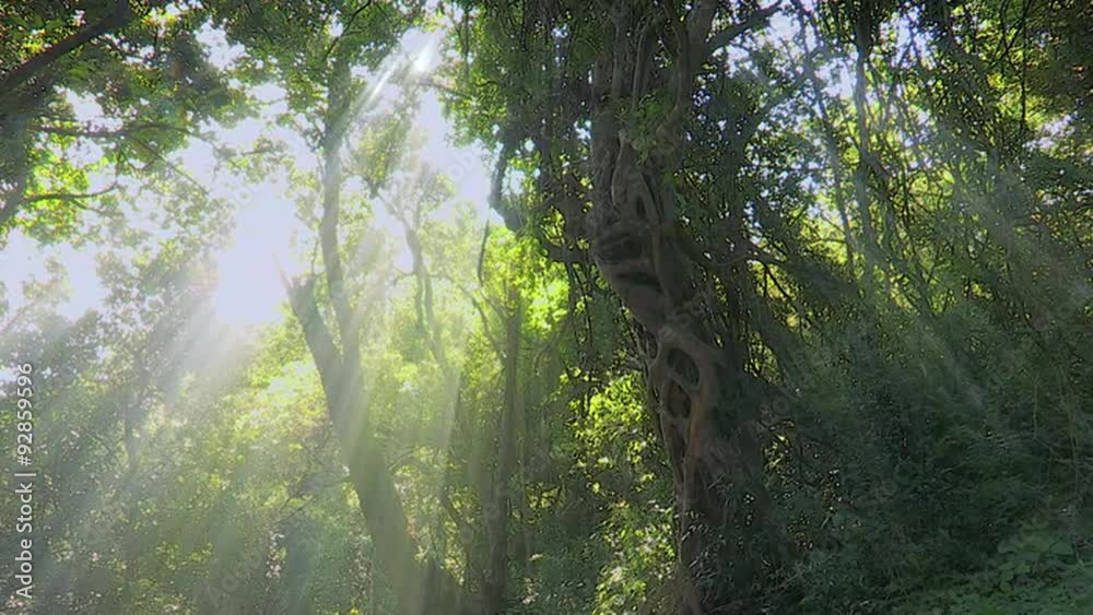 Pan of forest trees with strong rays of sunlight streaming through.