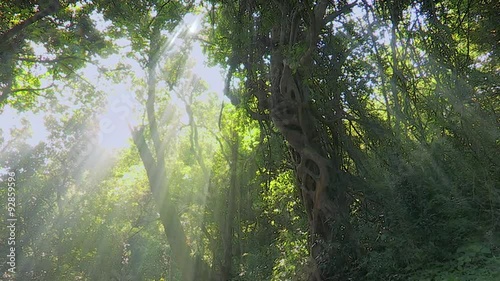 Pan of forest trees with strong rays of sunlight streaming through.