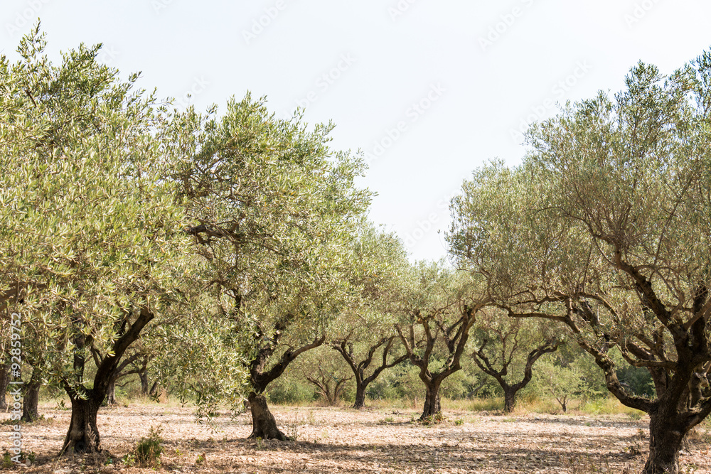 Fototapeta premium Olive grove in sunny southern Europe