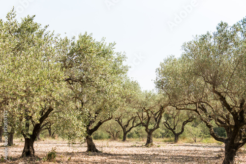 Obraz na plátně Olive grove in sunny southern Europe