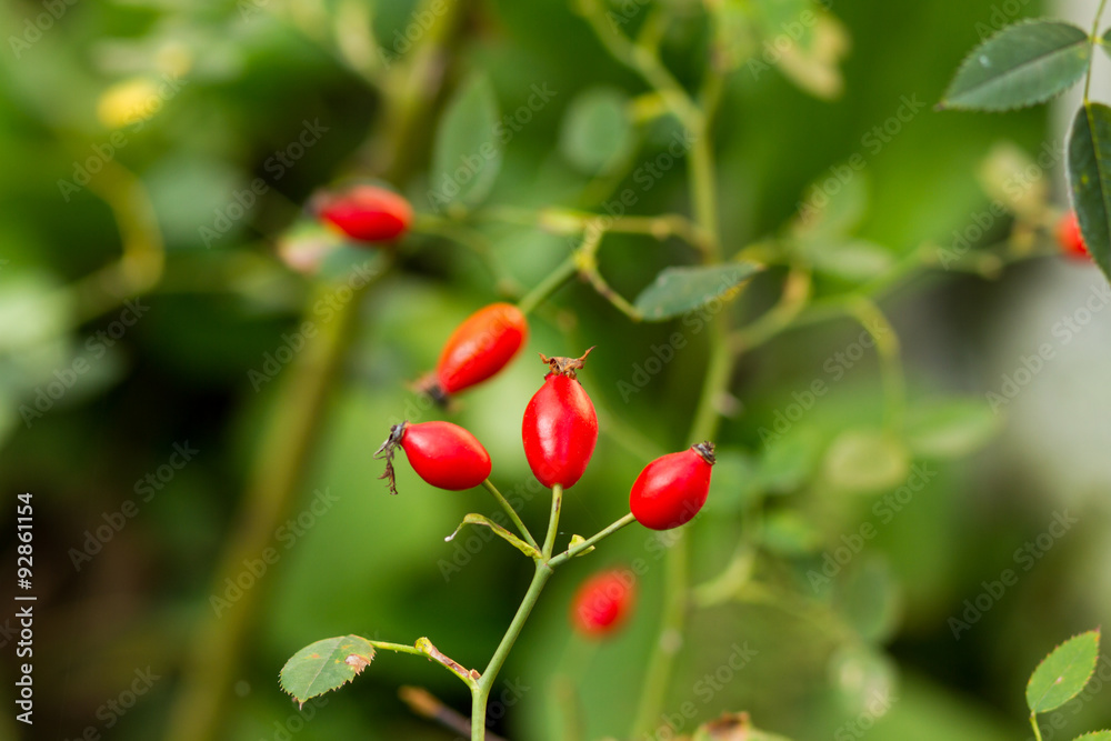 red wild rose hips