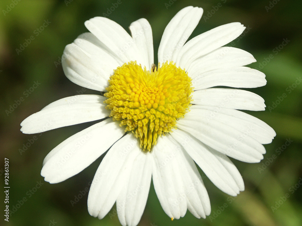 Fototapeta premium Une marguerite en forme de coeur