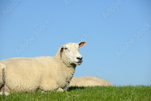 Schaf liegt auf der Wiese