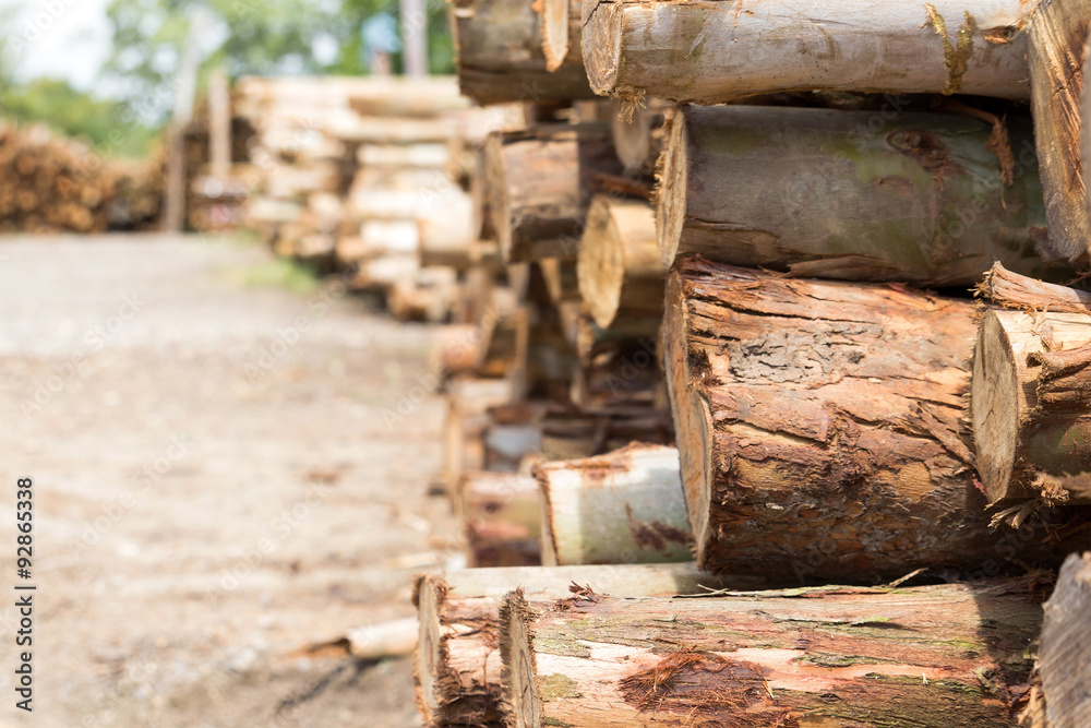 Pile of tree trunks cut