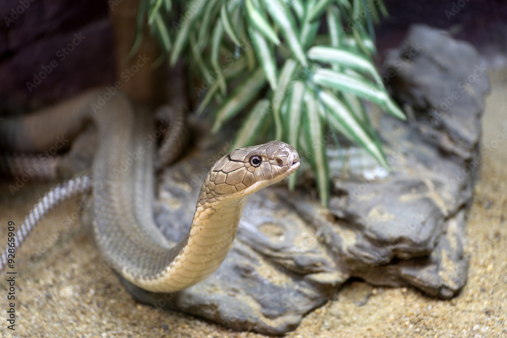 Fototapeta premium King Cobra