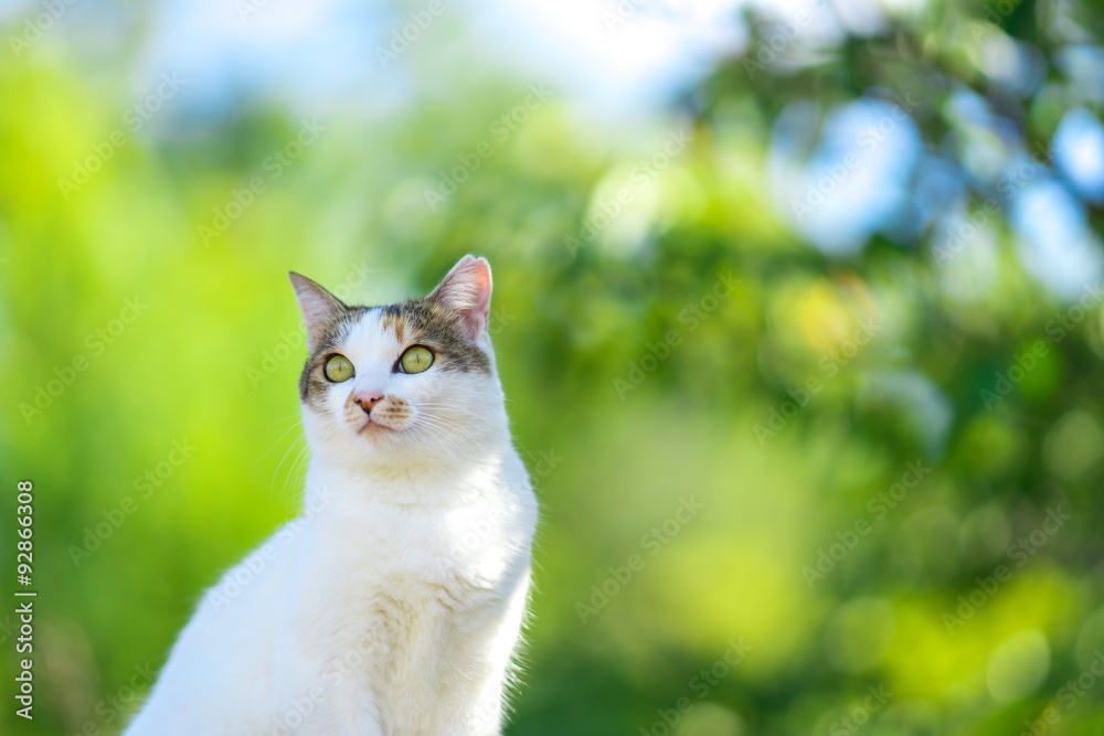 Obraz premium 緑の中ののらねこ