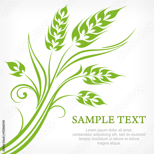 Stylized ears of wheat in green on white, illustration