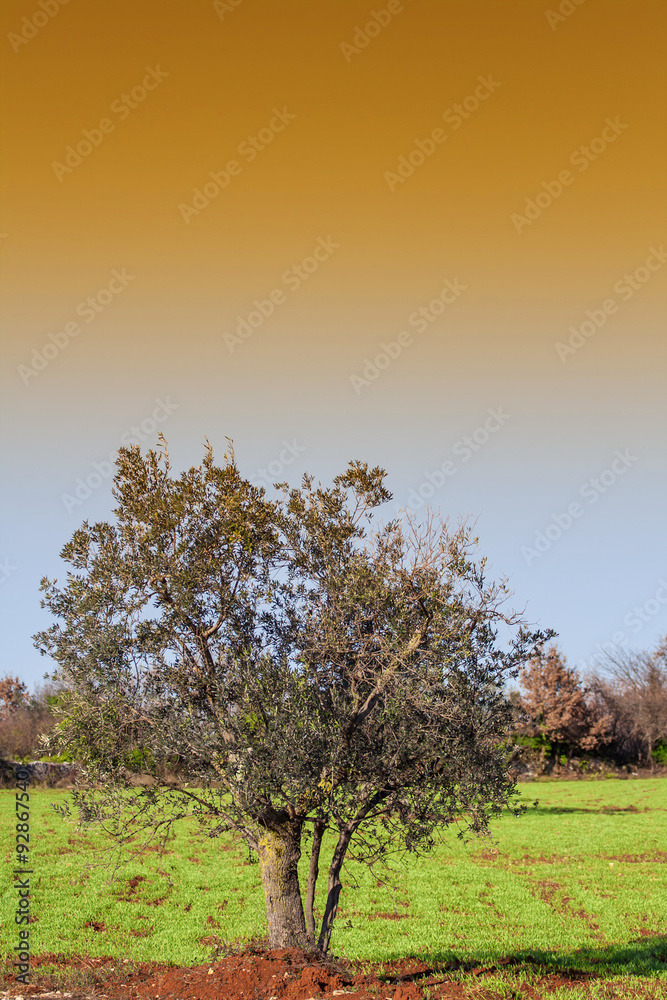 Fototapeta premium plantation of olive trees