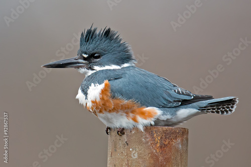 Fototapeta Female Belted Kingfisher
